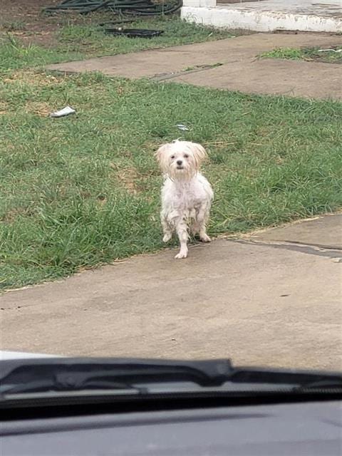 Photo of Bonbon, adoptable Poodle (Miniature) in San Antonio, Texas