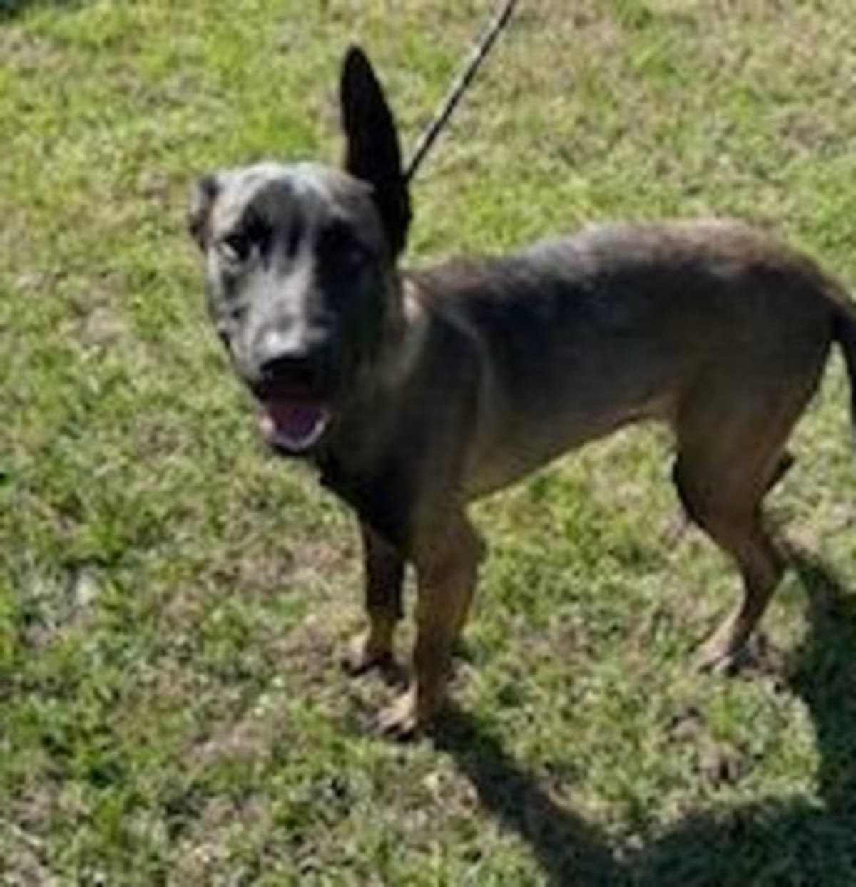 Photo of Franklin, adoptable Belgian Malinois in Colorado Springs, Colorado
