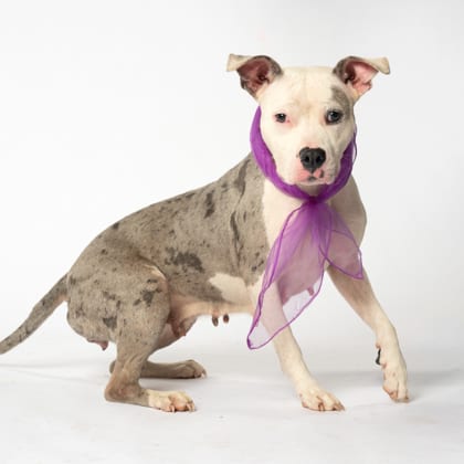 Photo of Ruthie, adoptable dog in Atlanta, Georgia