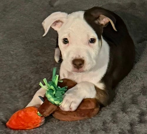 Photo of Diesel, adoptable Pit Bull Terrier in Clarkston, Michigan