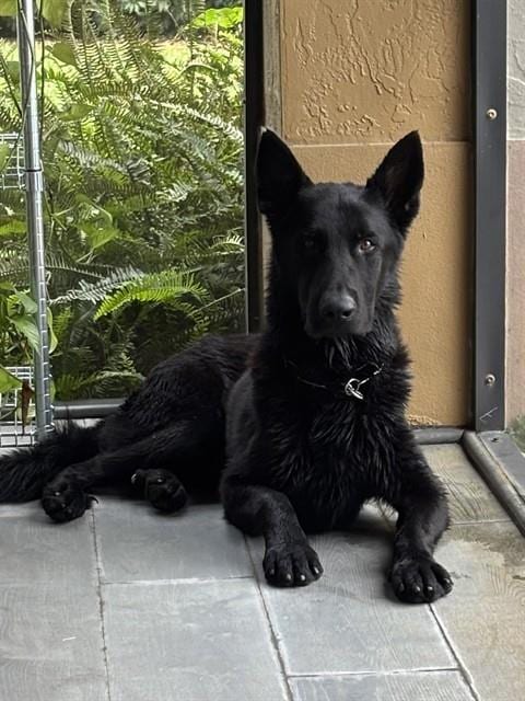 Photo of Onyx, adoptable German Shepherd Dog in Miami, Florida