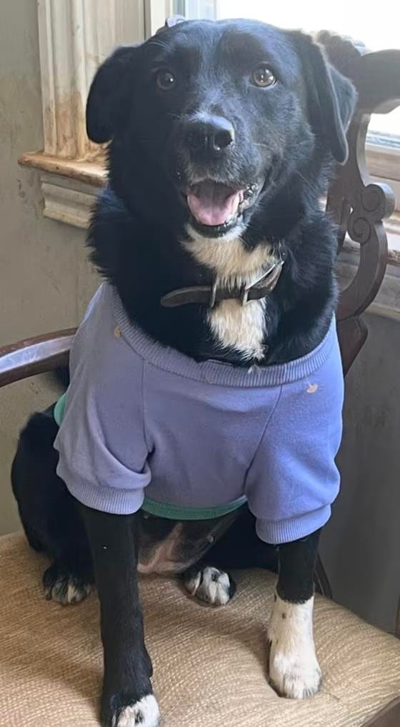 Photo of Jasmine, adoptable dog in Chamblee, Georgia