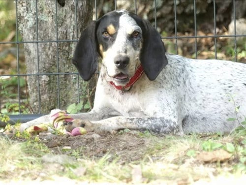 Photo of Dulcie, adoptable English Coonhound in Westminster, Maryland