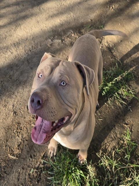 Photo of Slim, adoptable Pit Bull Terrier in Riverside, California