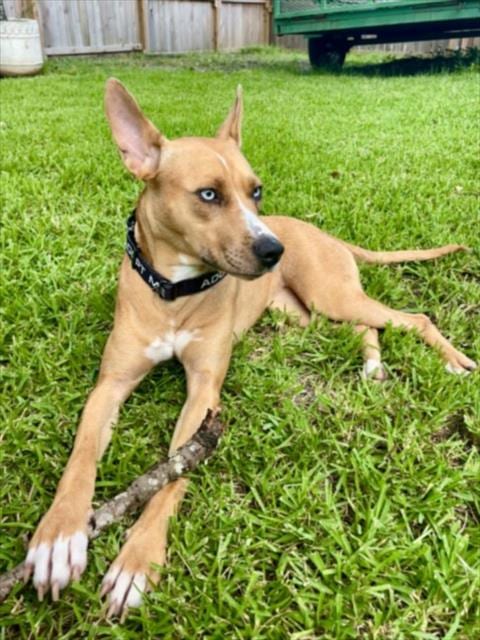 Photo of Filly, adoptable German Shepherd Dog in Houston, Texas
