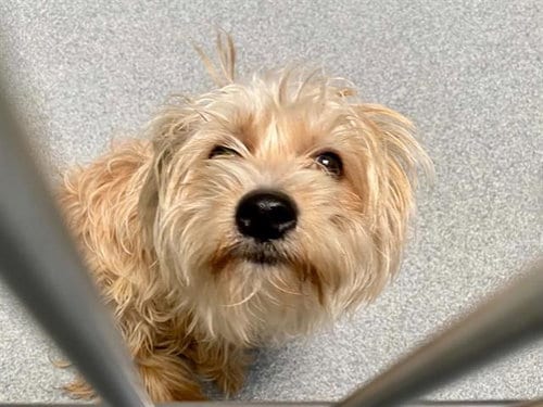 Photo of Cinnamon, adoptable Cairn Terrier in Orange, California