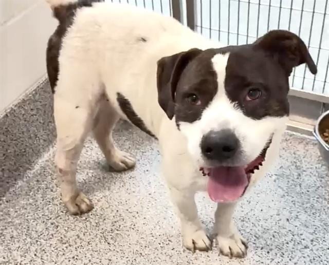 Photo of Ghost, adoptable Pit Bull Terrier in Houston, Texas