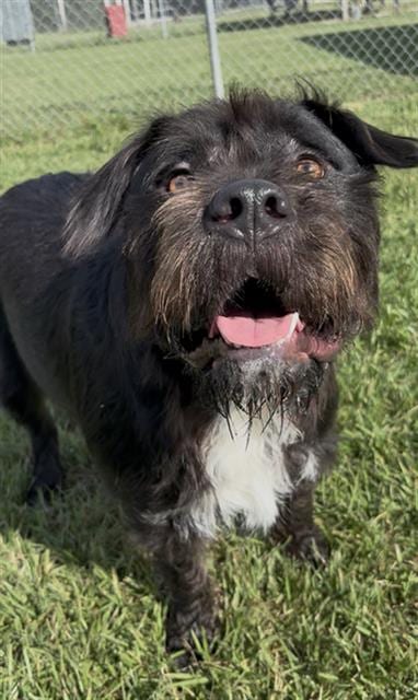 Photo of Kong, adoptable German Wirehaired Pointer and Staffordshire Bull Terrier in Rosenberg, Texas