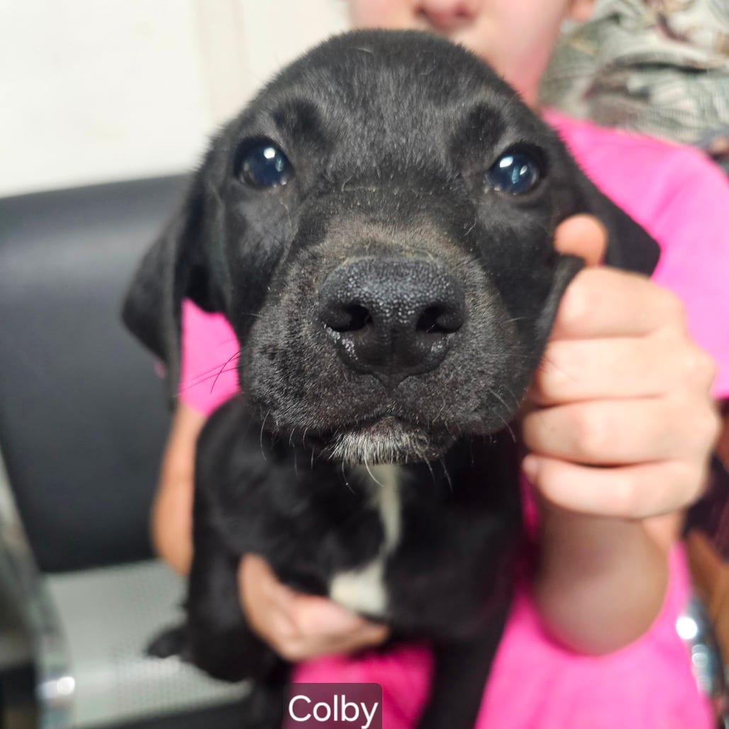 Photo of Colby, adoptable Mixed Breed (Medium) in Mount Vernon, Arkansas