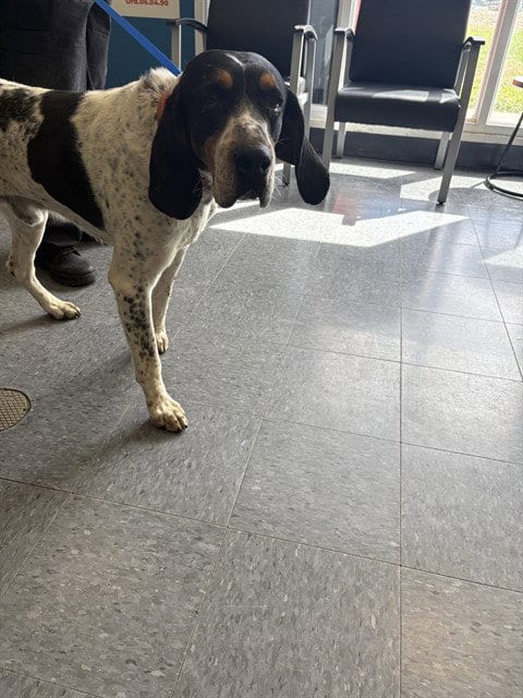 Photo of Waffles, adoptable Catahoula Leopard Dog in Casper, Wyoming