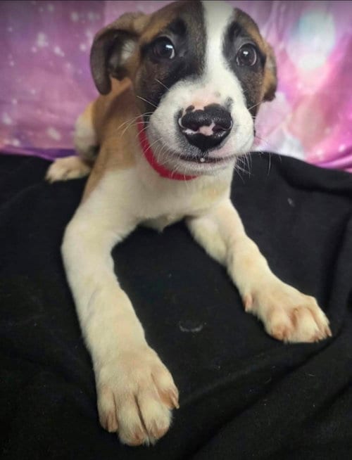 Photo of Scarecrow, adoptable Cattle Dog in Sedalia, Colorado