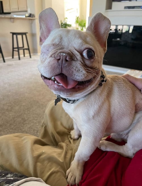 Photo of Theo, adoptable French Bulldog in Las Vegas, Nevada