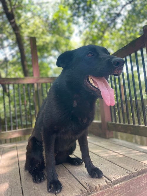 Photo of Grey, adoptable German Shepherd Dog in Leavenworth, Kansas