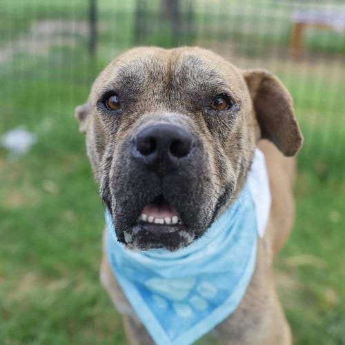 Photo of Theodore, adoptable American Staffordshire Terrier in San Antonio, Texas