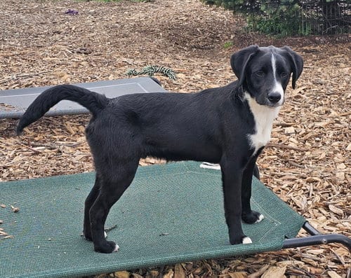 Photo of Ricky, adoptable Labrador Retriever in Bloomingdale, New Jersey
