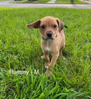 Photo of Rummy, adoptable Terrier in Hillside, Illinois
