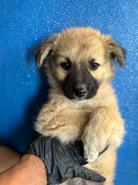 Photo of A256625, adoptable Cairn Terrier in Visalia, California