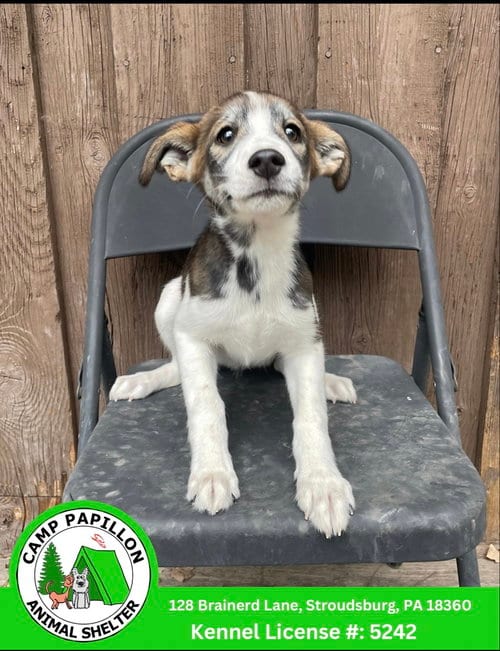 Photo of Minnie, adoptable Unknown breed in Stroudsburg, Pennsylvania