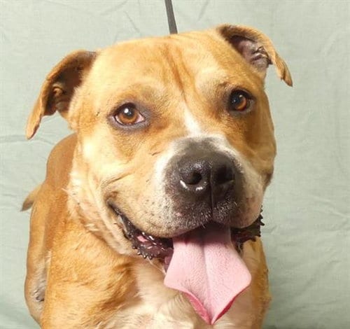 Photo of Pacino, adoptable Pit Bull Terrier in Ukiah, California
