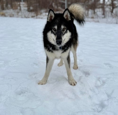 Photo of Mount Everest, adoptable Husky in Princeton, Minnesota