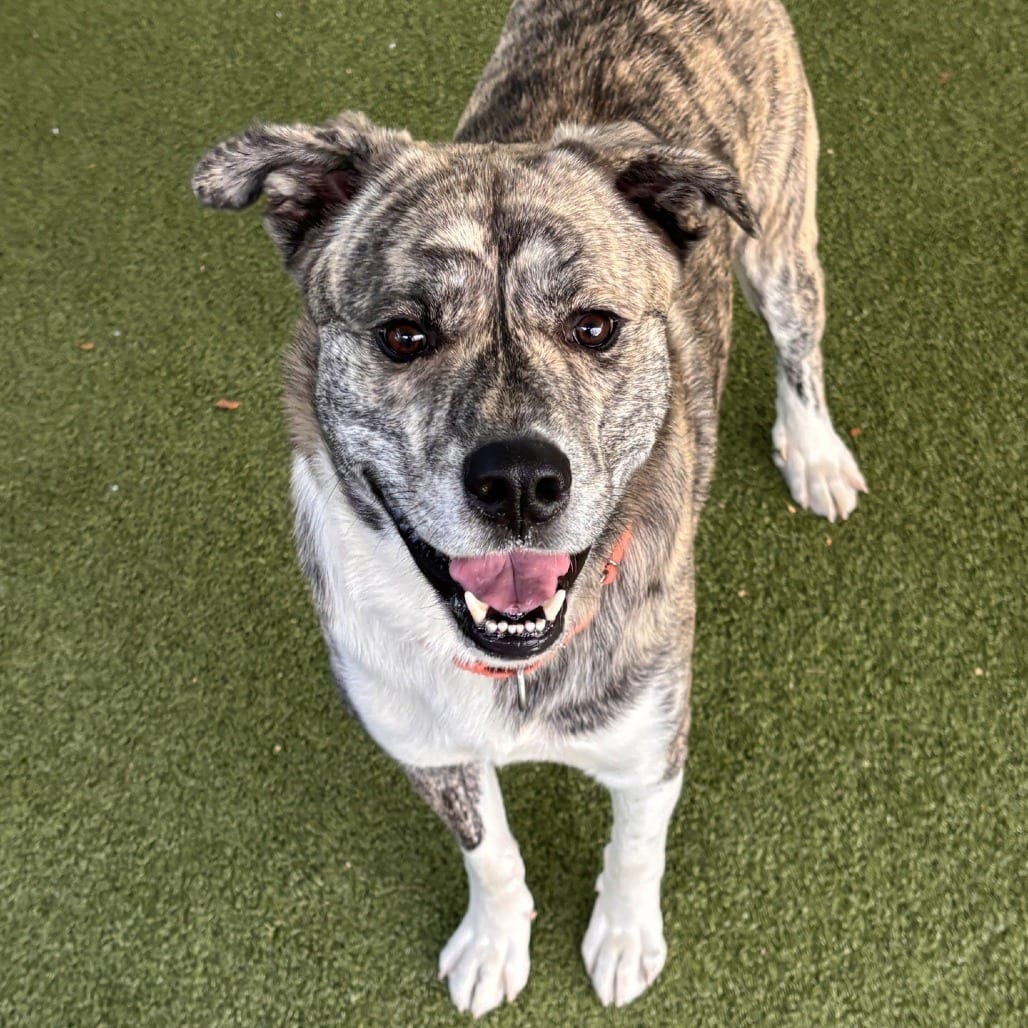 Photo of Zoltan, adoptable Mixed Breed (Medium) / Mixed Breed (Medium) in Greensboro, North Carolina