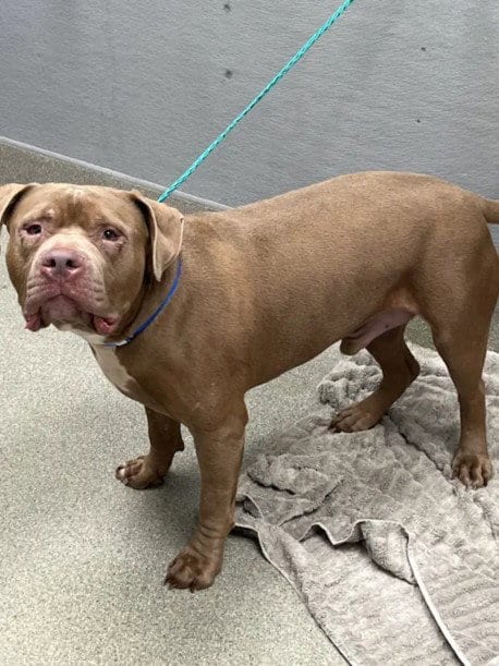 Photo of Mancho, adoptable Pit Bull Terrier in Las Vegas, Nevada