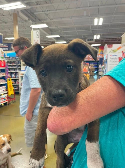 Photo of Snape (Harry Potter litter), adoptable Labrador Retriever in Holly Springs, North Carolina