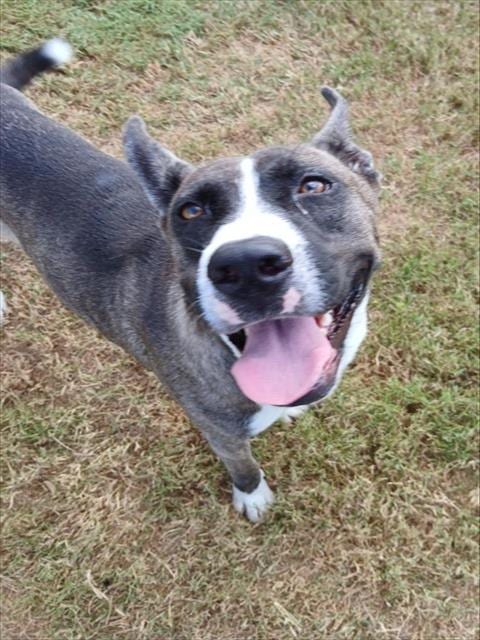 Photo of London, adoptable Husky in Corpus Christi, Texas
