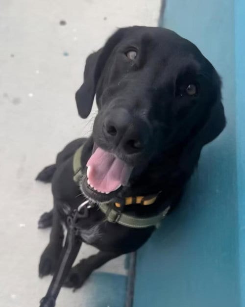 Photo of Lefty, adoptable Labrador Retriever in San Antonio, Texas