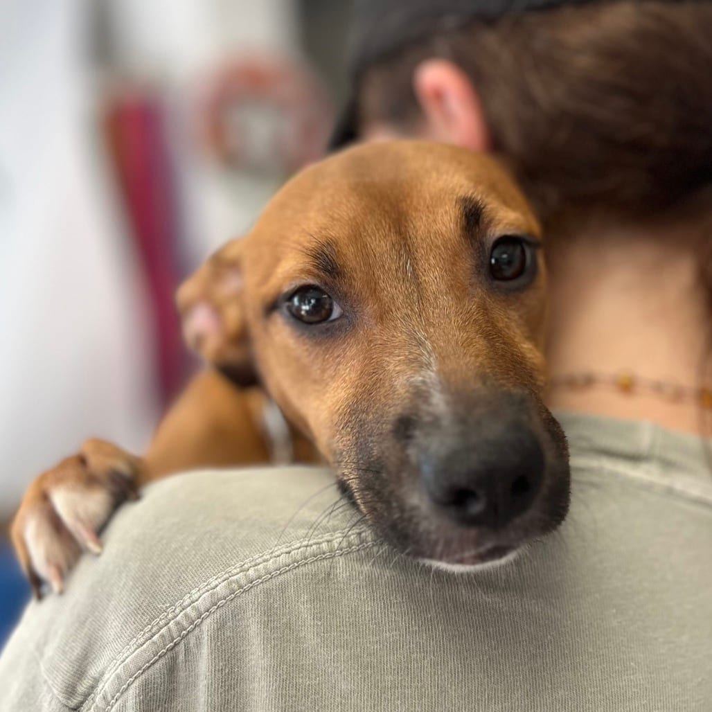 Photo of Audrey, adoptable Terrier / Mix in Riverwoods, Illinois