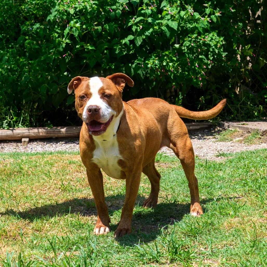 Photo of Remy, adoptable Terrier, Pit Bull / Mix in Weatherford, Texas