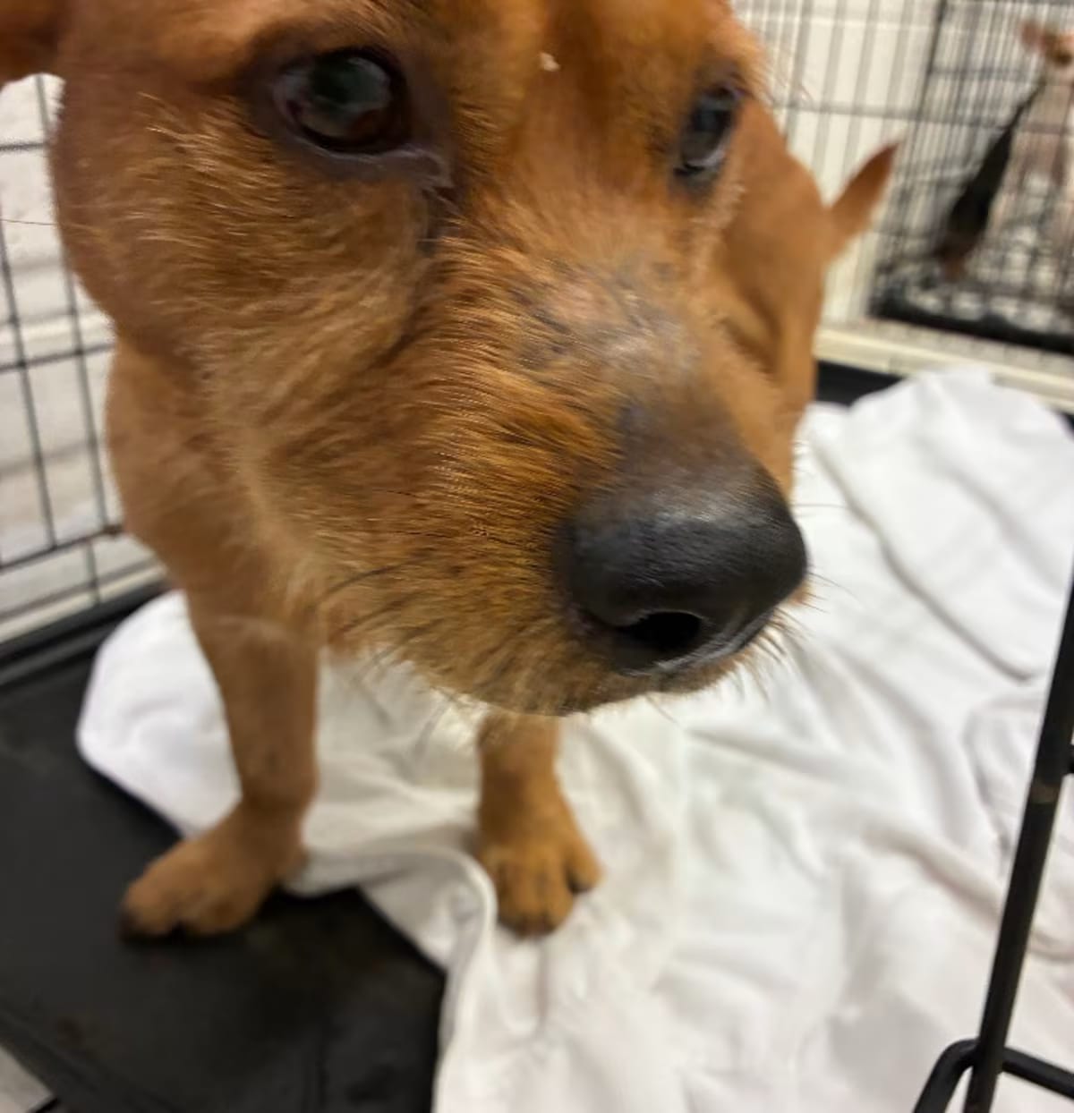 Photo of Limo, adoptable Dachshund/Terrier (Unknown Type, Medium) in Chickamauga, Georgia