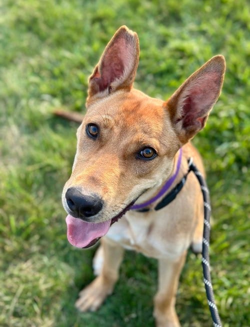 Photo of Fievel SCAS, adoptable Basenji in Rockaway, New Jersey