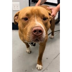 Photo of Red Velvet, adoptable Mixed Breed (Medium) in Georgetown, Delaware