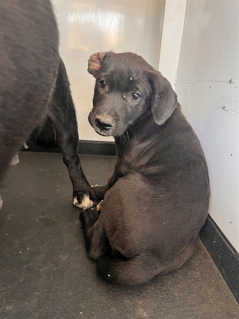 Photo of A170531, adoptable Labrador Retriever in Bakersfield, California