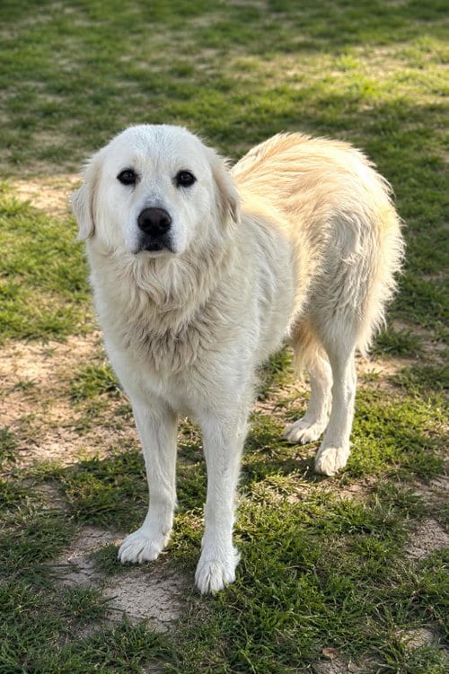 Photo of Sasha, adoptable Great Pyrenees in Thomasville, North Carolina