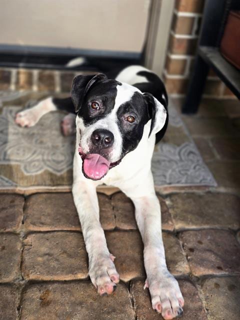 Photo of Bruno, adoptable Boxer mix in Rosenberg, Texas