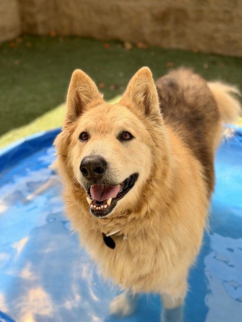 Photo of Mufasa, adoptable Alaskan Malamute in Sacramento, California