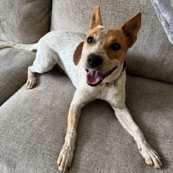 Photo of Carmie, adoptable Australian Cattle Dog Terrier (Unknown Type, Medium) in Frederick, Maryland