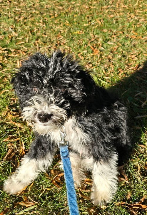 Photo of Skipper, adoptable Poodle (unknown type) in Mooresville, North Carolina