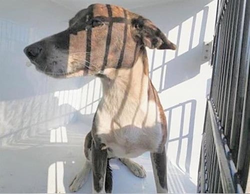 Photo of Hazel, adoptable Labrador Retriever in Houston, Texas