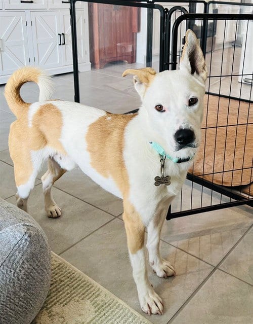 Photo of Morris, adoptable Australian Cattle Dog/Blue Heeler in Albuquerque, New Mexico