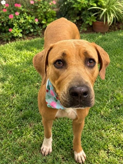 Photo of Martha, adoptable American Bulldog in Miami, Florida