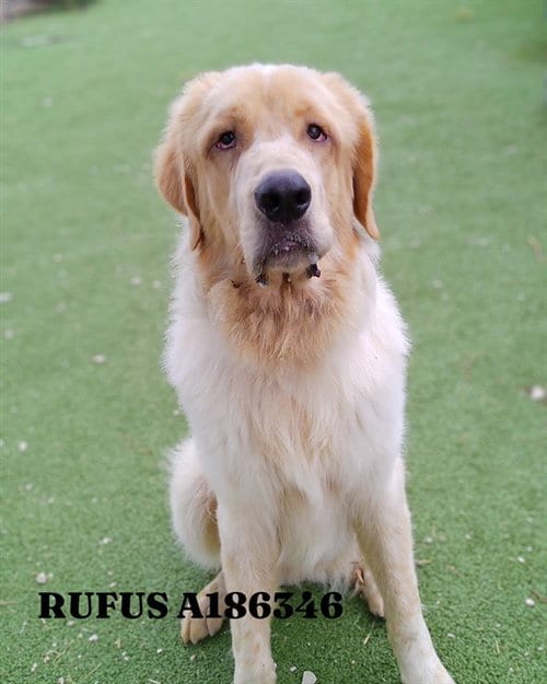 Photo of Rufus, adoptable Great Pyrenees in Pasadena, Texas