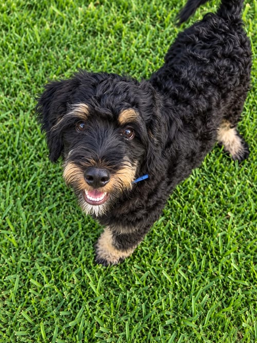 Photo of Collins, adoptable Bernese Mountain Dog in Valrico, Florida