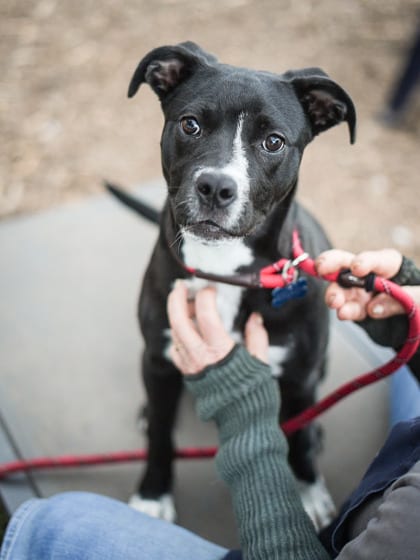 Photo of Nala, adoptable dog in Chamblee, Georgia