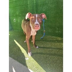 Photo of Coco, adoptable Boxer in Lancaster, California