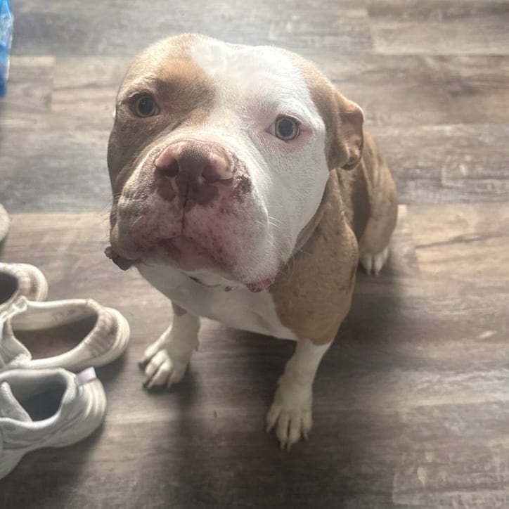 Photo of Drako, adoptable Mixed Breed (Medium) in Winston-Salem, North Carolina