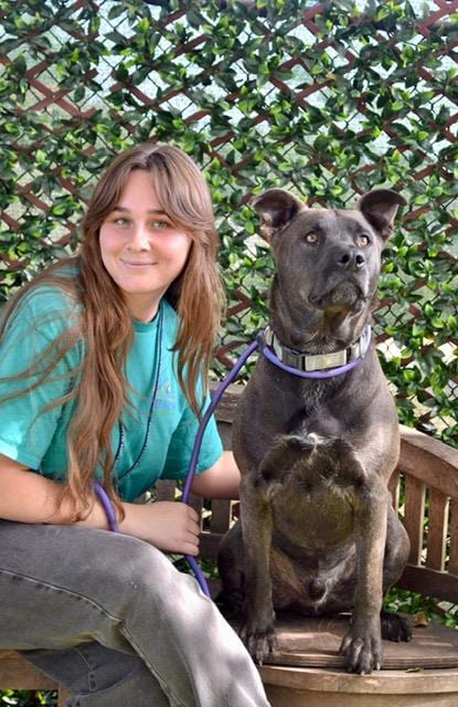 Photo of Chiquito, adoptable Pit Bull Terrier in Santa Maria, California