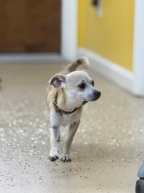 Photo of Little Buddy, adoptable Chihuahua in York, South Carolina